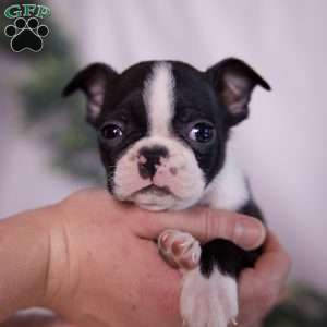 Fred (Tiny), Boston Terrier Puppy